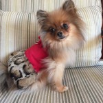 Savannah Fur Coat With Swarovski Bow